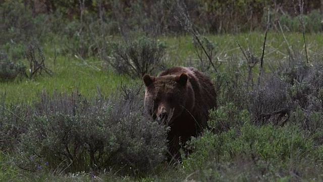 一头灰熊(Ursus arctos horribilis)带着一只小灰熊穿过一片草地走向镜头视频素材