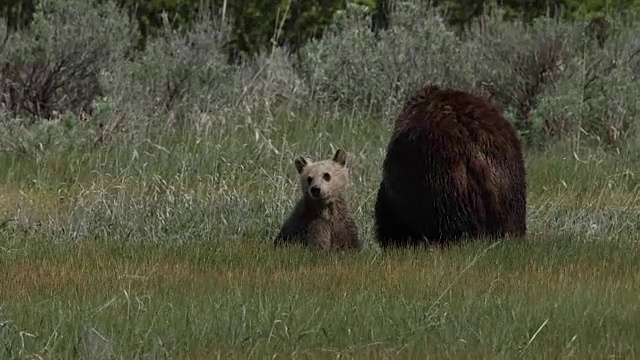 MS拍摄到一头灰熊(Ursus arctos horribilis)和一只小灰熊在草地上散步视频素材