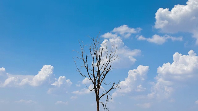 4 k延时;一棵孤零零的老树，映衬着蓝天视频素材