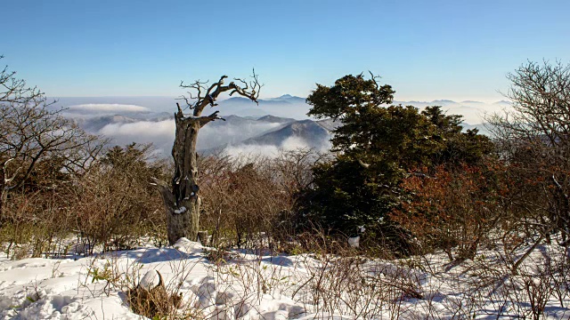 雪山上光秃秃的树木和云海视频素材