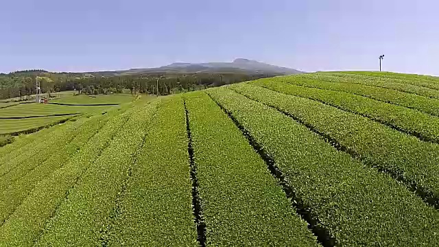 济州岛的奥苏洛克绿茶田视频素材