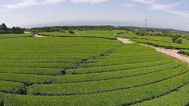 济州岛的奥苏洛克绿茶田视频素材