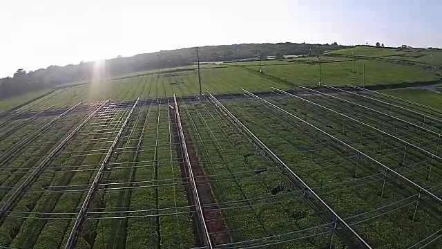 济州岛的奥苏洛克绿茶田视频素材