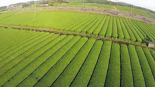 济州岛的奥苏洛克绿茶田视频素材