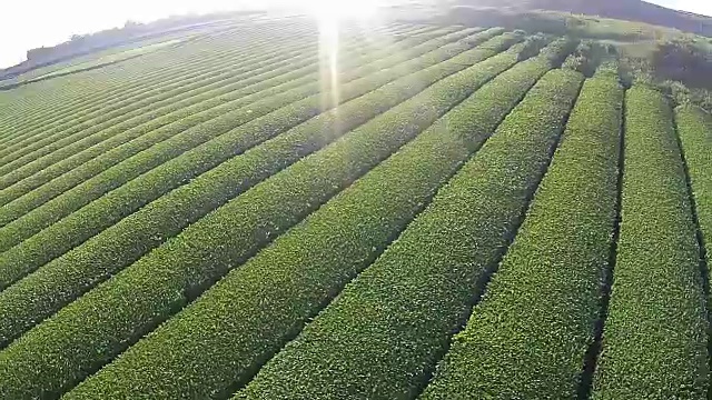 济州岛的奥苏洛克绿茶田视频素材