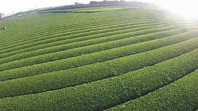 济州岛的奥苏洛克绿茶田视频素材