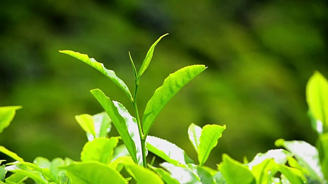 近距离观察绿茶的叶子视频素材