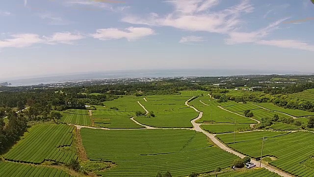 济州岛的奥苏洛克绿茶田视频素材