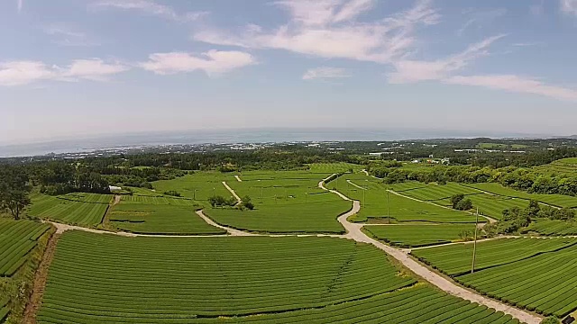 济州岛的奥苏洛克绿茶田视频素材