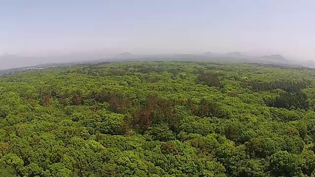 鸟瞰图的Gotjawal森林在济州岛视频素材