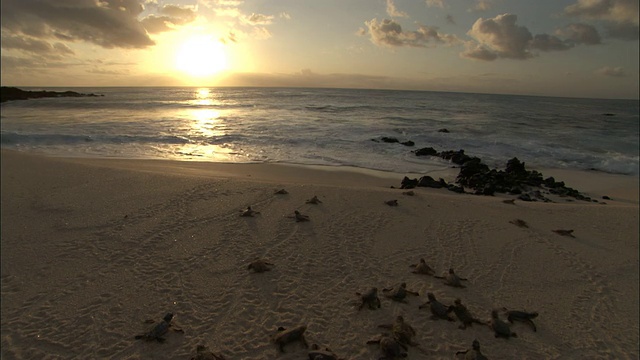 阿森松岛，绿海龟(Chelonia mydas)的幼崽快速地沿着海滩向大海游去视频素材