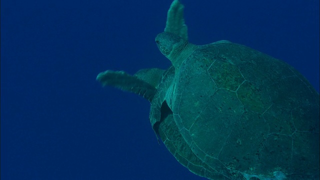 绿海龟(Chelonia mydas)在阿森松岛配对视频素材