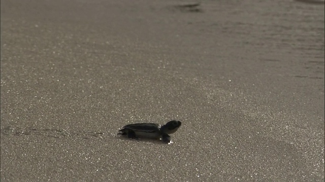 阿森松岛，绿海龟(Chelonia mydas)的幼崽沿着海滩爬到海里视频素材