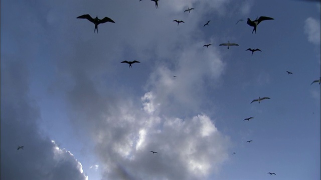 阿森松岛，阿森松岛军舰鸟(Fregata aquila)从上空飞过视频素材