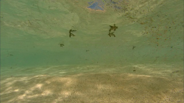 绿海龟(Chelonia mydas)的幼仔在阿森松岛的浅滩中游走视频素材