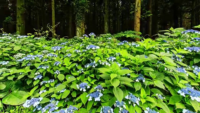 济州岛的沙林和野绣球花视频素材