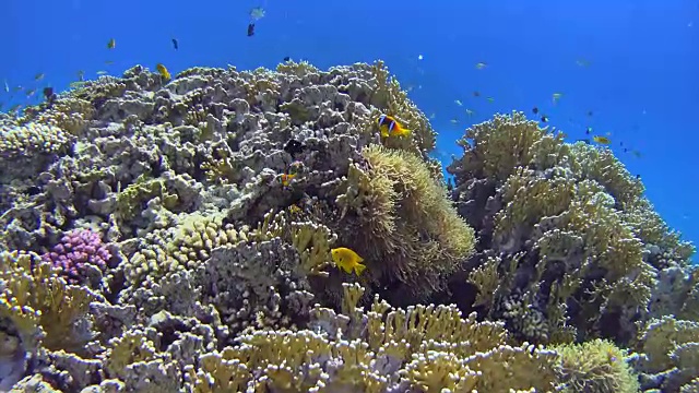 红海的珊瑚礁，有海葵和小丑鱼视频素材