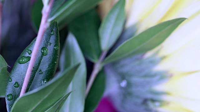 雨中小植物的特写。视频素材