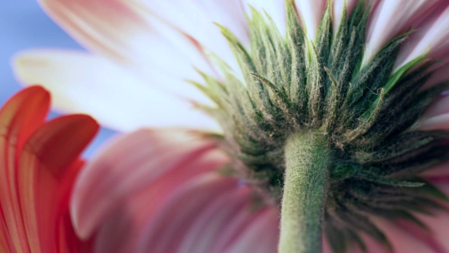 花的特写与变化的关键光。视频素材