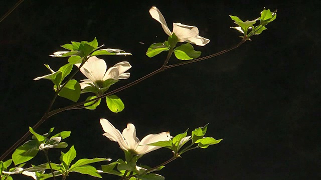 开花的山茱萸，特写，约塞米蒂国家公园，加利福尼亚视频素材