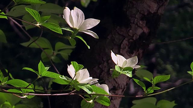 开花的山茱萸，特写，约塞米蒂国家公园，加利福尼亚视频素材