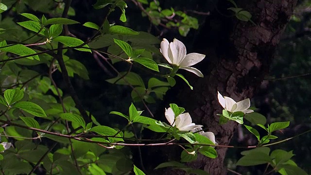 开花的山茱萸，特写，约塞米蒂国家公园，加利福尼亚视频素材