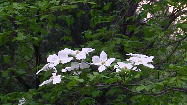 开花的山茱萸，特写，约塞米蒂国家公园，加利福尼亚视频素材