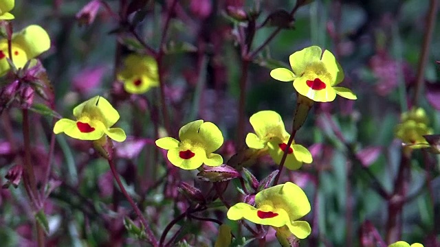 加州约塞米蒂国家公园赫奇赫奇的黄色猴子花视频素材