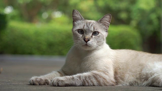 猫咪躺着看镜头，以绿色的自然为背景视频素材