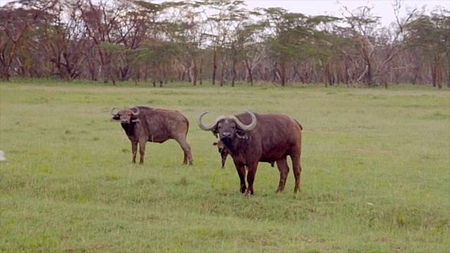 肯尼亚纳库鲁湖的Cape buffalo视频素材