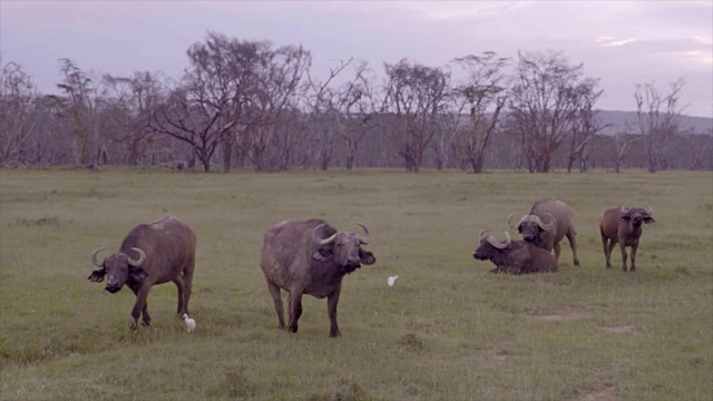 肯尼亚纳库鲁湖的Cape buffalo视频下载