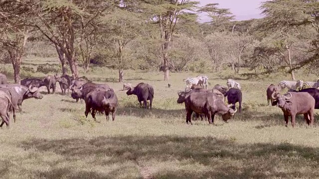 肯尼亚纳库鲁湖的Cape buffalo视频素材