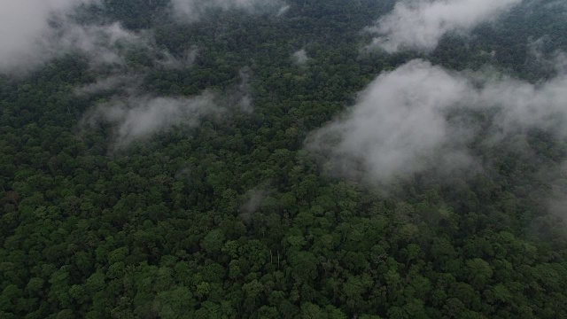 美丽的热带雨林保护区视频素材