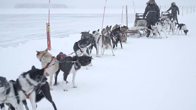 阿拉斯加爱斯基摩犬准备拉雪橇视频素材