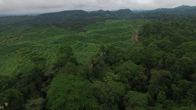 雨林旁边的大型砍伐森林，棕榈油种植园，揭示视频素材