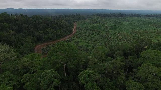 雨林旁边的大型砍伐森林，棕榈油种植园，揭示视频素材