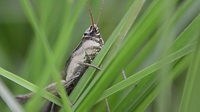 猎蝽或颈棘Sycanus collois视频素材