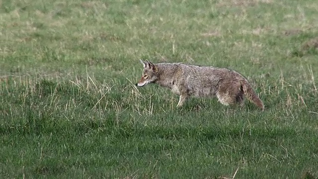 野狼在田野里行走视频素材