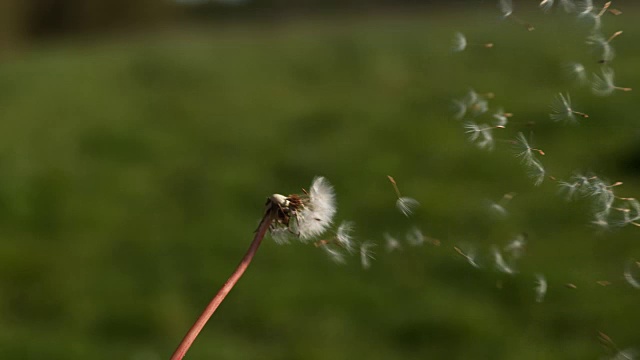 普通蒲公英，蒲公英，“时钟”的种子被风吹散，诺曼底，4K慢镜头视频素材