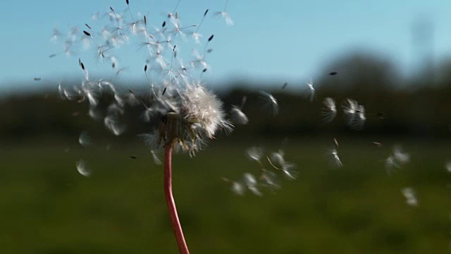 普通蒲公英，蒲公英，“时钟”的种子被风吹散，诺曼底，4K慢镜头视频素材