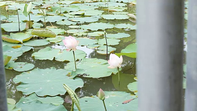 高清多莉:荷花在池塘浮在水里。视频素材