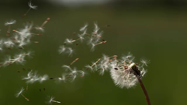 普通蒲公英，蒲公英，“时钟”的种子被风吹散，诺曼底，4K慢镜头视频素材