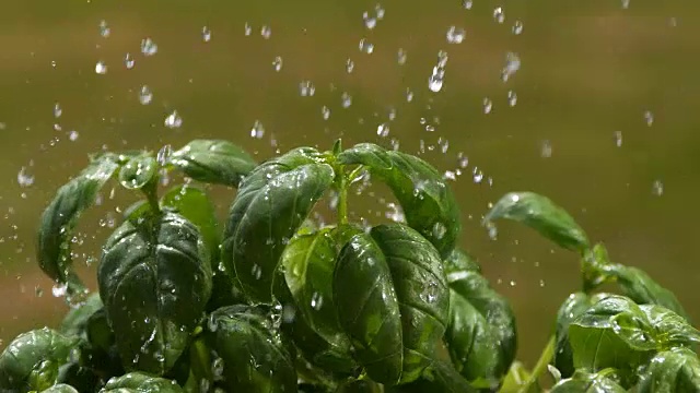 雨中蛇怪，罗勒蛇怪，诺曼底，4K慢镜头视频素材