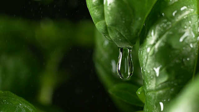 雨中蛇怪，罗勒蛇怪，诺曼底，4K慢镜头视频素材