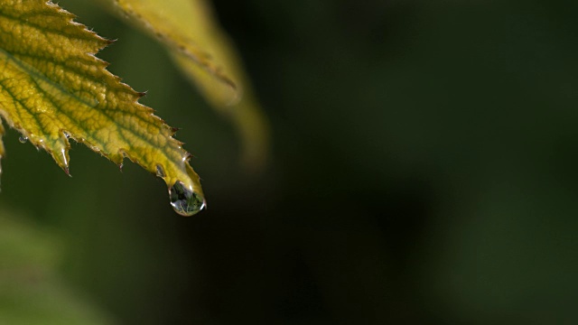 落在银莲花叶上的雨，诺曼底，4K慢镜头视频素材