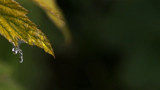 落在银莲花叶上的雨，诺曼底，4K慢镜头视频素材