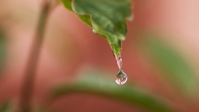 落在银莲花叶上的雨，诺曼底，4K慢镜头视频素材