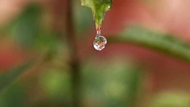 落在银莲花叶上的雨，诺曼底，4K慢镜头视频素材