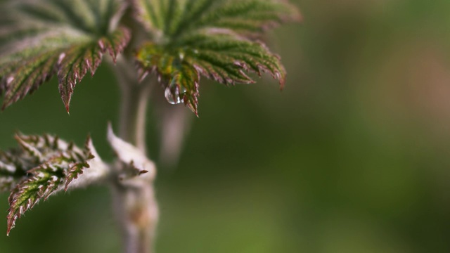 落在银莲花叶上的雨，诺曼底，4K慢镜头视频素材