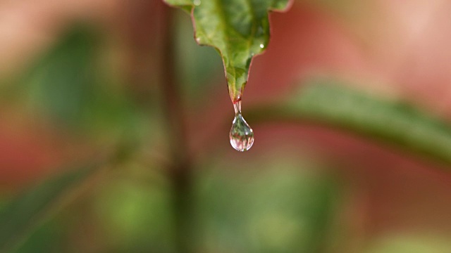 落在银莲花叶上的雨，诺曼底，4K慢镜头视频素材